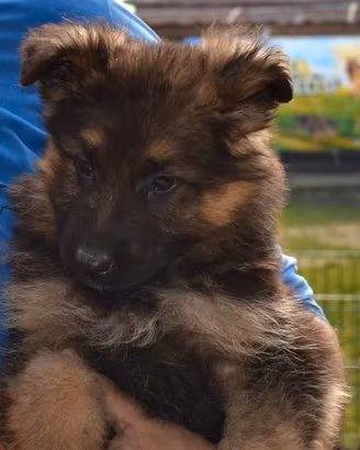 Cuccioli di pastore tedesco a pelo lungo