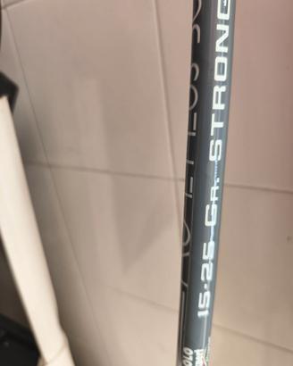 Canna bolognese