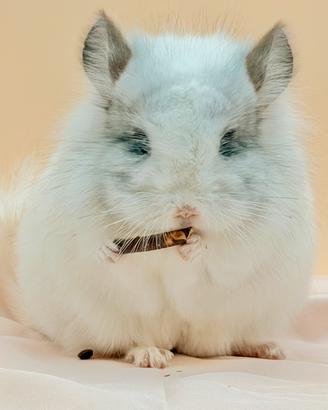 Cincillà Cucciolo Chinchilla Angora