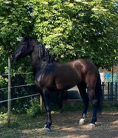 Castrone frisone per lusitano