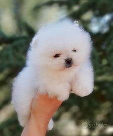 Cuccioli volpino Spitz nano Pomerania