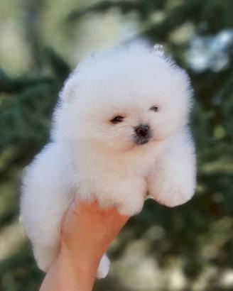 Cuccioli volpino Spitz nano Pomerania