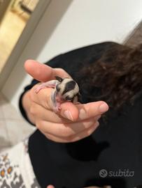 Petauro dello Zucchero