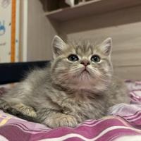 Gattino di razza British shorthair 2mesi