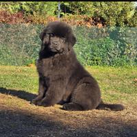 Cucciolo di Terranova