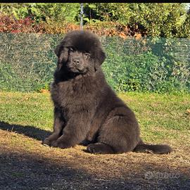 Cucciolo di Terranova