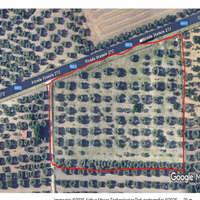 Terreno agricolo sem arborato uliveto