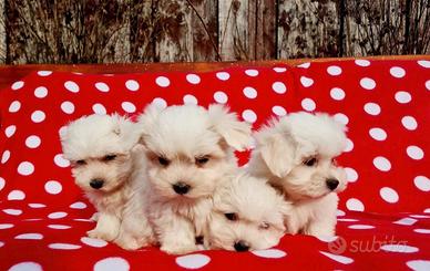 Maltesi cuccioli