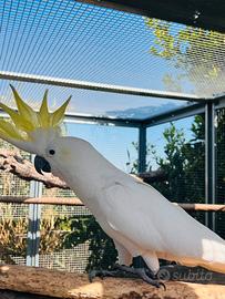 Cacatua Galerita