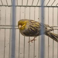 Canarini Verdi