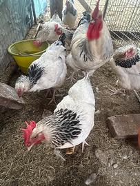 U.o.v.a gallina sussex bianco columbia