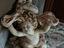 Immagine 1