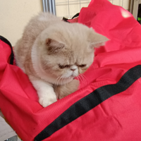 Exotic shorthair