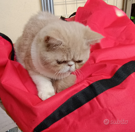 Exotic shorthair