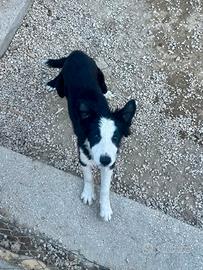 Cucciolo di Border Collie