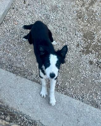 Cucciolo di Border Collie