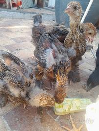 Pulcini di gallina 30 giorni