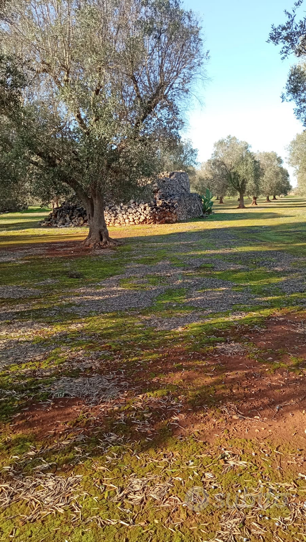 Terreno agricolo su Francavilla Fontana - Vista 2