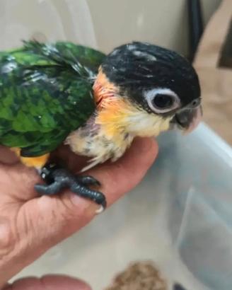 Caicco testa nera