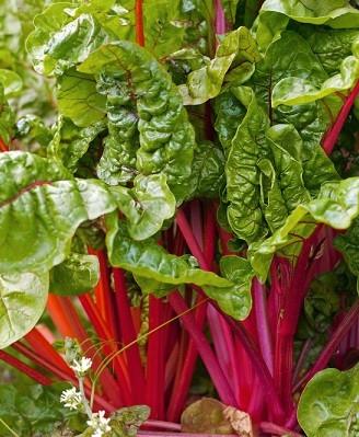 Terreno 4440 mq vicinanze S.S.16 Bari-Torre a mare