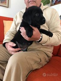 Labrador neri e marroni con pedigree