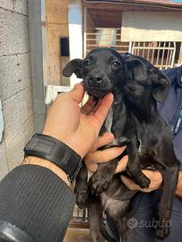 Cucciole incrocio pincher
