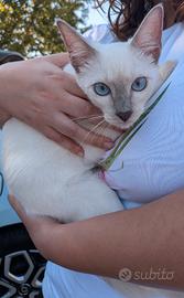 Gatto Thai, Siamese antico con pedigree