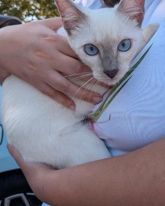 Gatto Thai, Siamese antico con pedigree