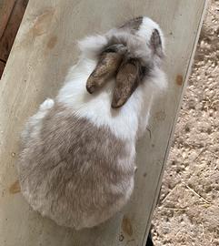 Coniglietta testa di leone