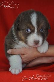 Cuccioli pastore australiano