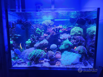 Coralli acquario marino