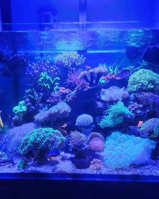 Coralli acquario marino