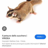 Petauro dello zucchero maschio