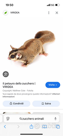 Petauro dello zucchero maschio