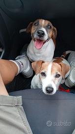Jack Russell terrier