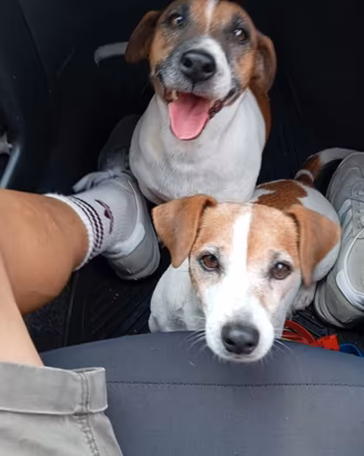 Jack Russell terrier
