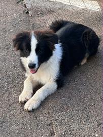 Border collie