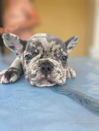 Bulldog francese