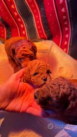 Barboncini mini toy Teacup