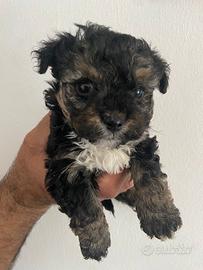 Cuccioli morkie