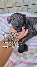 Geronimo salvato dalla casa degli orrori  🥹 