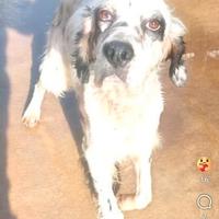 Zeus: giovane setter dolce e socievole