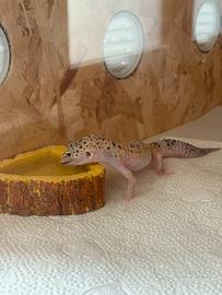 Geco leopardino