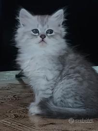 Persiani silver schated disponibili