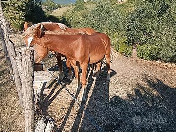 Puledro 16 mesi