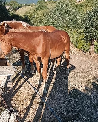 Puledro 16 mesi