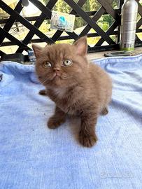 British cinnamon femmina pedigree
