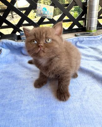 British cinnamon femmina pedigree