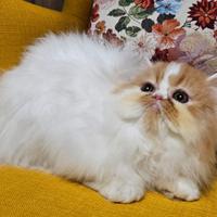 Noah, cucciolo persiano