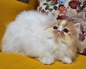 Noah, cucciolo persiano